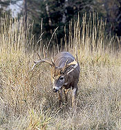 Deer hunting season kentucky