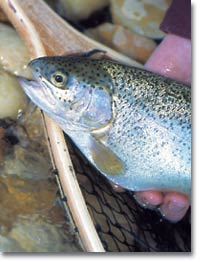 How do you find a Pennsylvania trout-stocking list?