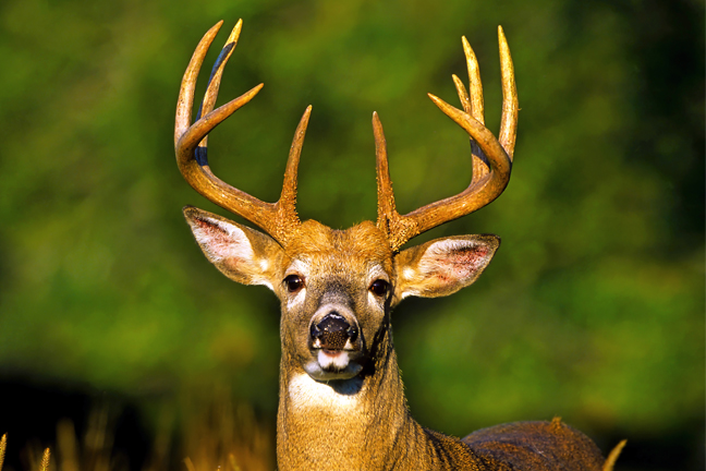White-tailed Deer | State Symbols USA