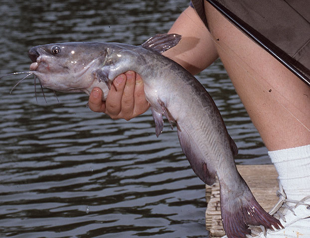 Keep it Simple to Catch More Catfish