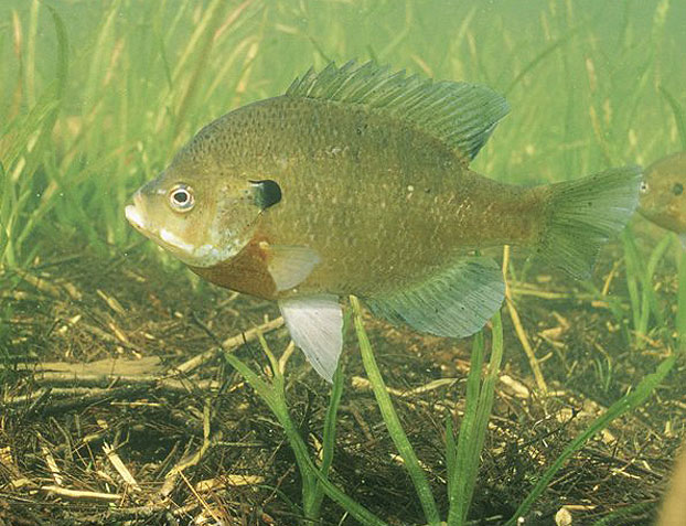 5 Great Lures For Bluegills