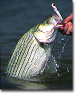 Hybrid Striped Bass Kentucky Department Of Fish Wildlife