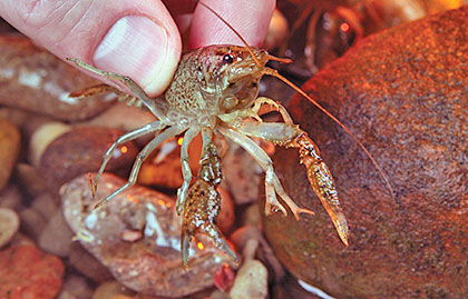Crayfish: What Better Spring Bait For Bass? - Game & Fish