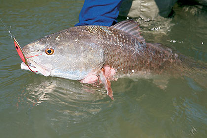 Saltwater Best Bets: 5 Top Carolina Fish - Game & Fish