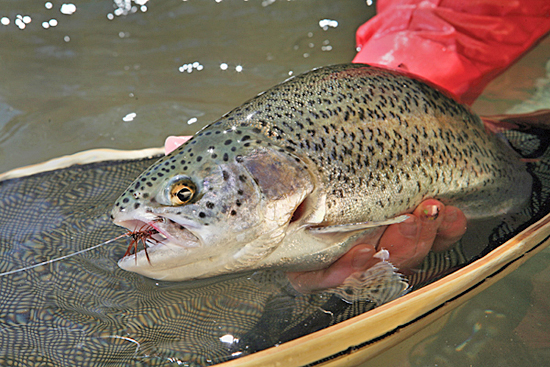 What's the Difference Between Fly Fishing and Spin Fishing