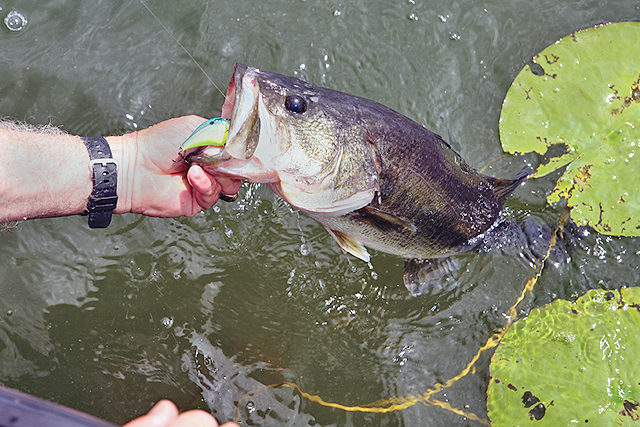How to Fish for Bass in a Pond  