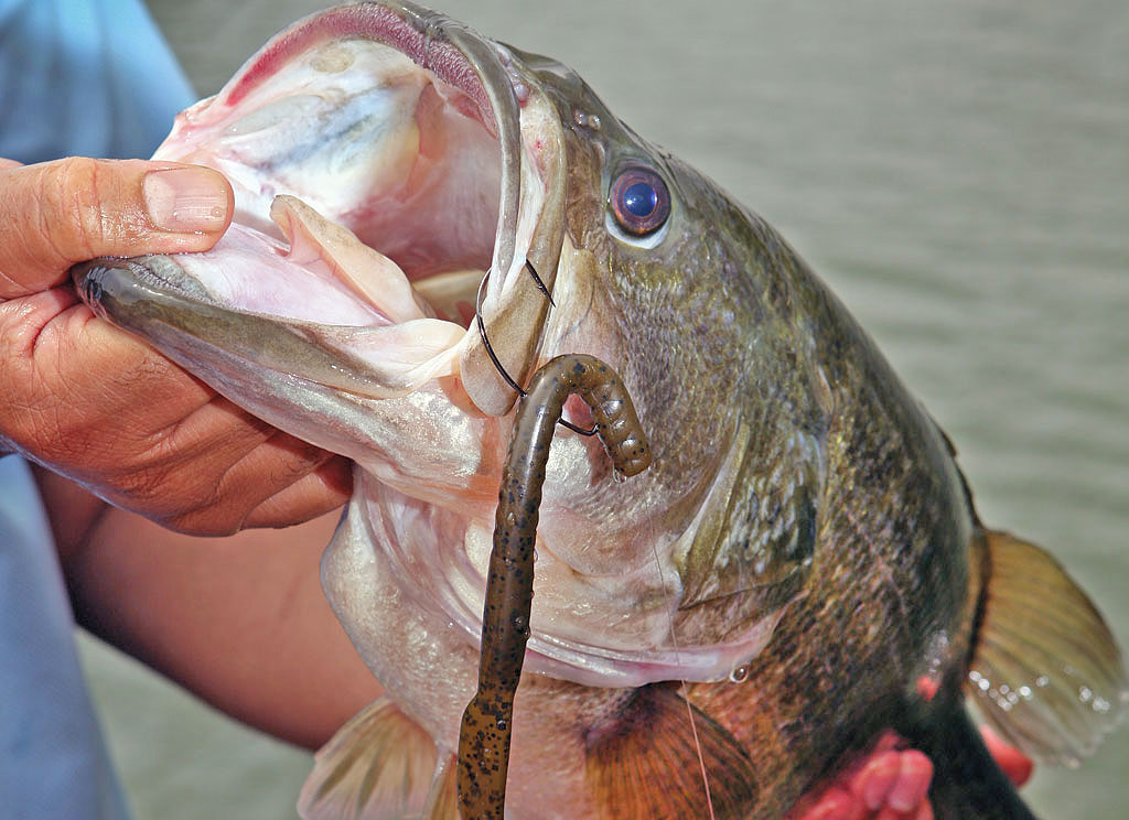 Wisconsin Bass Fishing Guide  Lures for Shallow Water Largemouths