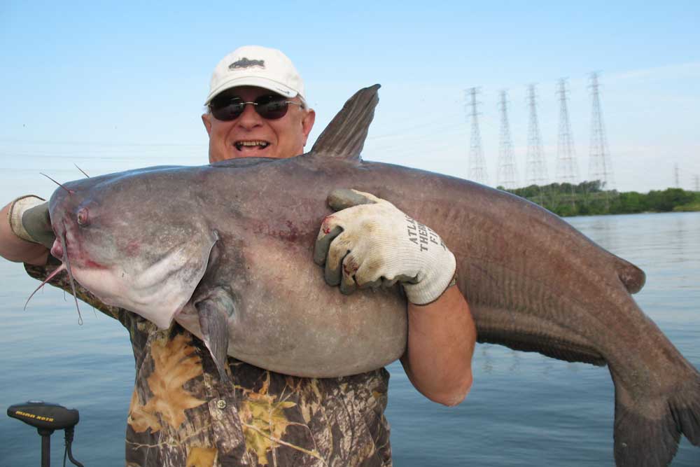 What's the Difference Between Flathead Catfish and Blue Catfish? - American  Oceans
