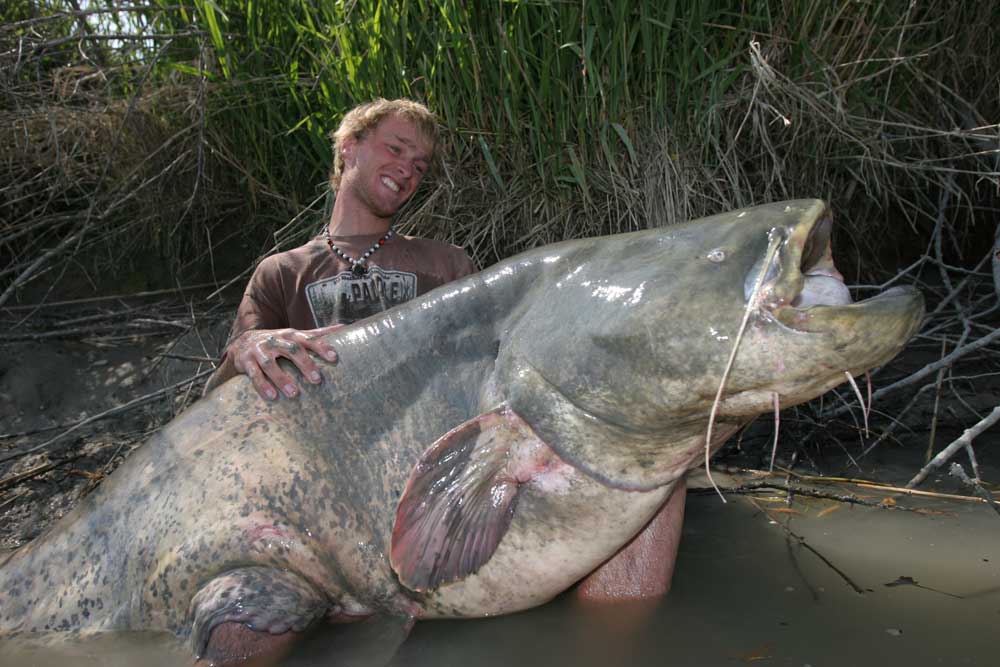 Giant Goonch Catfish