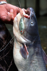 5 Ways To Catch Catfish on Lures - Game & Fish