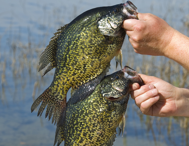 How to Catch More and Bigger Crappies ... Paperback by Pease Crappie Fishing
