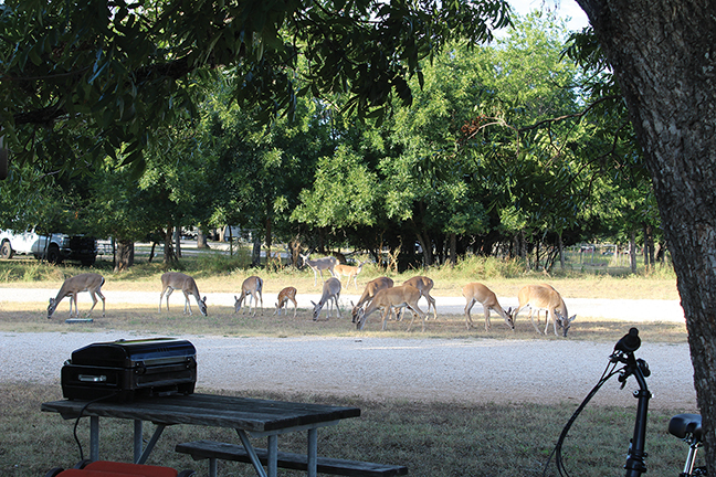 TX Vacation Lodge Deer