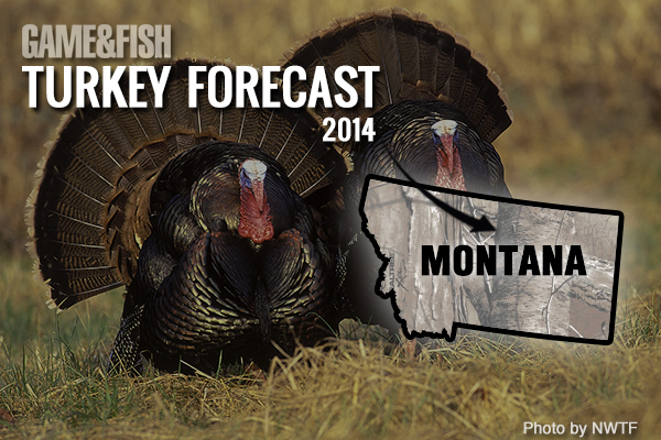 Top Spots to Hunt Turkeys in Your State - Game & Fish